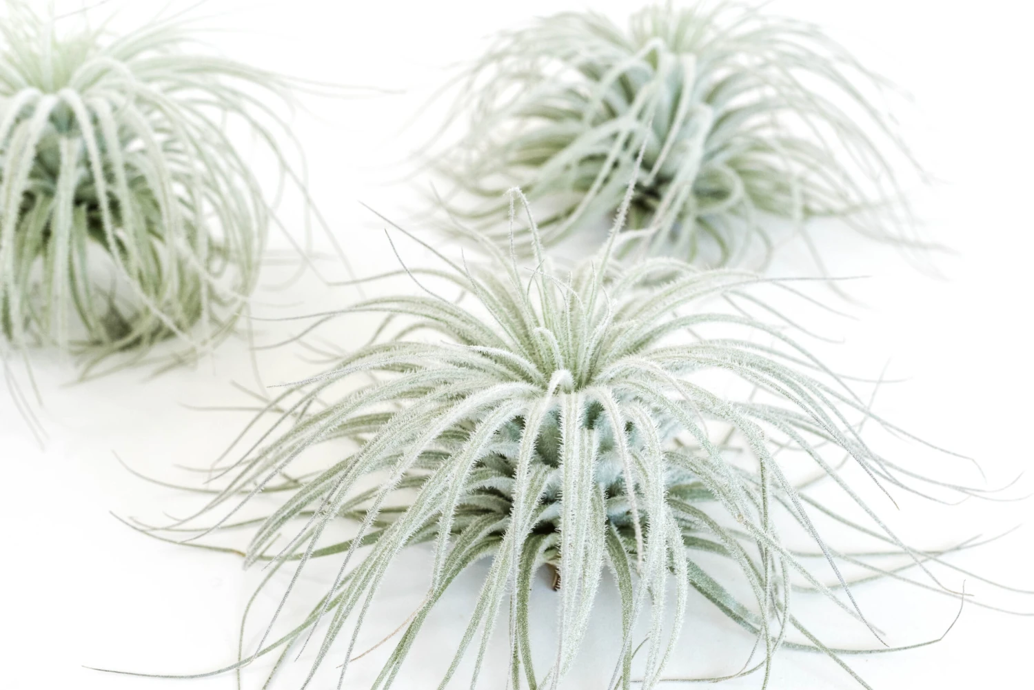 SALE - Tillandsia Tectorum Ecuador Air Plants - Set Of 3, 6 Or 9 - 25% Off 1 SALE - Tillandsia Tectorum Ecuador Air Plants - Set Of 3, 6 Or 9 - 25% Off