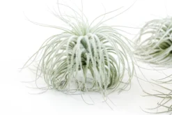 SALE - Tillandsia Tectorum Ecuador Air Plants - Set Of 3, 6 Or 9 - 25% Off 13 SALE - Tillandsia Tectorum Ecuador Air Plants - Set Of 3, 6 Or 9 - 25% Off -Air Plant Supply Store Tillandsia Air Plant Tectorum 2 81ee5b9c 768b 4040 bb3e 7b440e65b140 scaled