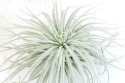 BLOOM SALE - XXL Tillandsia Tectorum Ecuador Air Plant -Air Plant Supply Store Tillandsia Air Plant Tectorum 4 scaled
