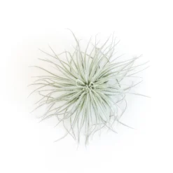 Tillandsia Tectorum Ecuador Air Plants -Air Plant Supply Store Tillandsia Air Plant Tectorum 5 1fde00fb 881b 4e49 ab10 41d268d010b9 scaled