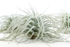 SALE - Tillandsia Tectorum Ecuador Air Plants - Set Of 3, 6 Or 9 - 25% Off 17 SALE - Tillandsia Tectorum Ecuador Air Plants - Set Of 3, 6 Or 9 - 25% Off -Air Plant Supply Store Tillandsia Air Plant Tectorum 7 8c30c809 9754 44c7 80fa eb804473b2d4 scaled