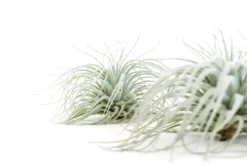 Tillandsia Tectorum Ecuador Air Plants -Air Plant Supply Store Tillandsia Air Plant Tectorum 8 31653fef c5d7 403e 825f 95501aaaa556 scaled