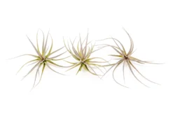 Tillandsia Tenuifolia Air Plants -Air Plant Supply Store Tillandsia Air Plant Tenuifolia 1 323b0afb 4571 4f0d a444 b98b65ce7edb scaled