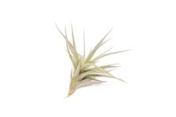 The Elegant Collection Of 5 Tillandsia Air Plants + 1 Year Fertilizer Pack -Air Plant Supply Store Tillandsia Air Plant Tenuifolia 6 1
