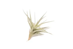 The Elegant Collection Of 5 Tillandsia Air Plants + 1 Year Fertilizer Pack 9 The Elegant Collection Of 5 Tillandsia Air Plants + 1 Year Fertilizer Pack -Air Plant Supply Store Tillandsia Air Plant Tenuifolia 6 1 scaled