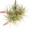 Tillandsia Tenuifolia Air Plant Clumps