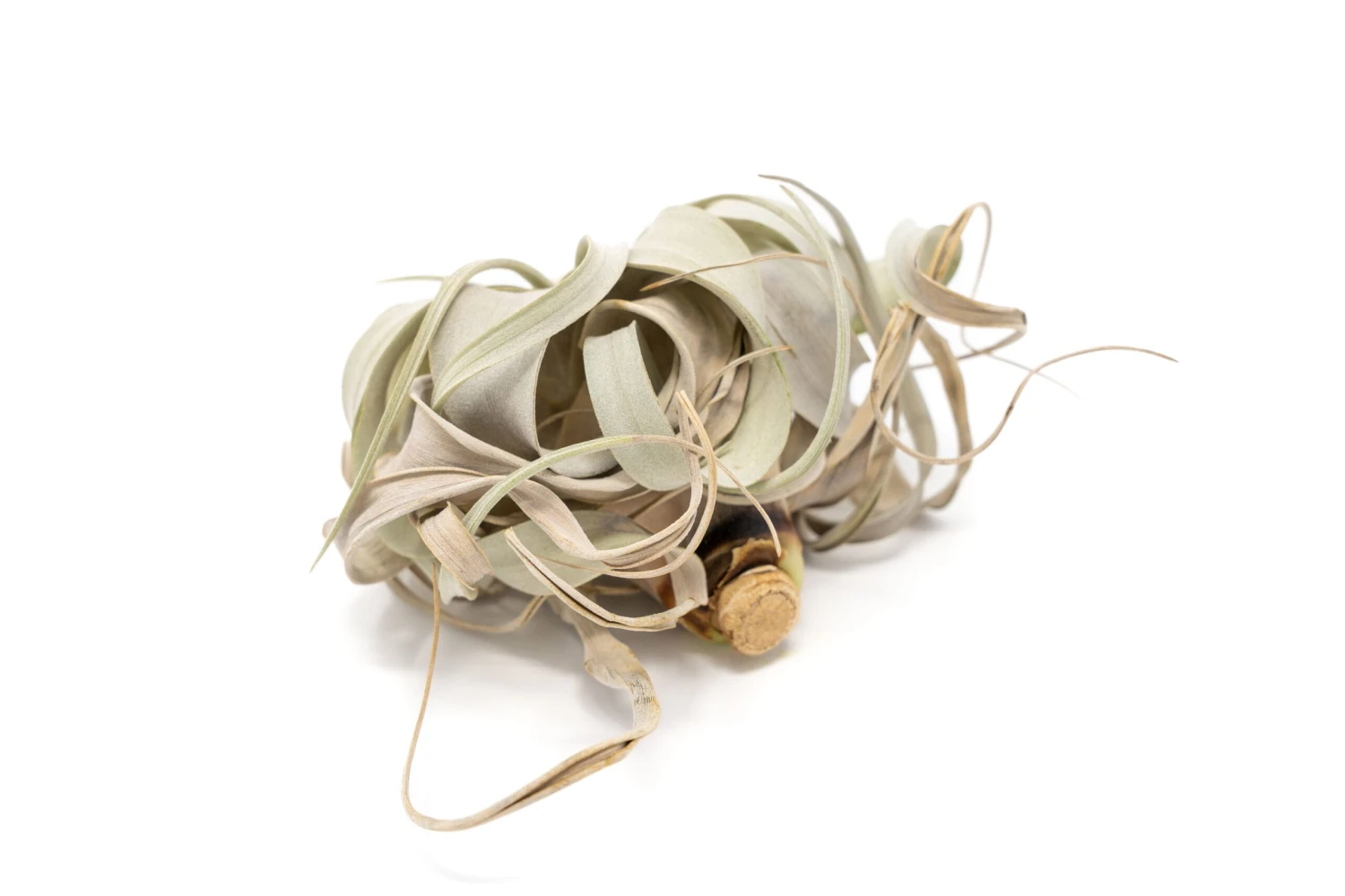 SALE - Tillandsia Air Plants In Need Of Tender Loving Care - 50% Off 3 SALE - Tillandsia Air Plants In Need Of Tender Loving Care - 50% Off - Image 3