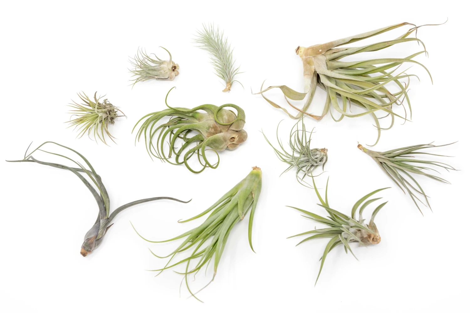 SALE - Tillandsia Air Plants In Need Of Tender Loving Care - 50% Off 1 SALE - Tillandsia Air Plants In Need Of Tender Loving Care - 50% Off