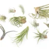 SALE - Tillandsia Air Plants In Need Of Tender Loving Care - Set Of 3 - 50% Off