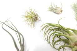 SALE - Tillandsia Air Plants In Need Of Tender Loving Care - 50% Off 4 SALE - Tillandsia Air Plants In Need Of Tender Loving Care - 50% Off -Air Plant Supply Store Tillandsia Air Plant Terrarium 6