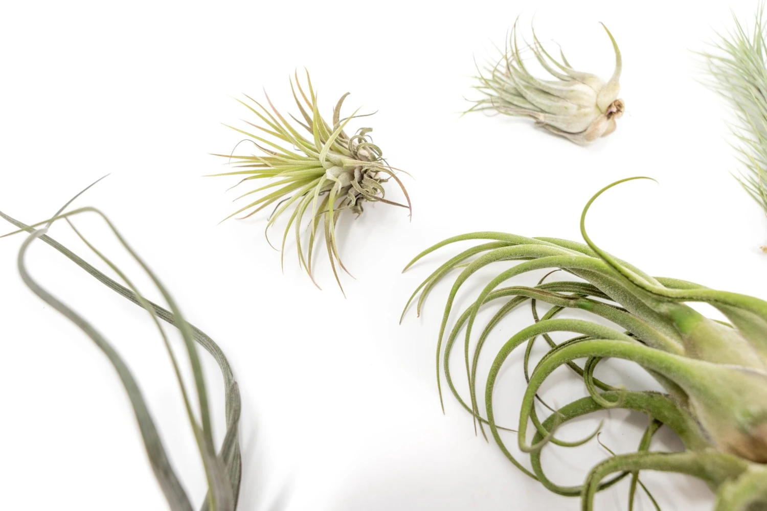 SALE - Tillandsia Air Plants In Need Of Tender Loving Care - 50% Off 2 SALE - Tillandsia Air Plants In Need Of Tender Loving Care - 50% Off - Image 2