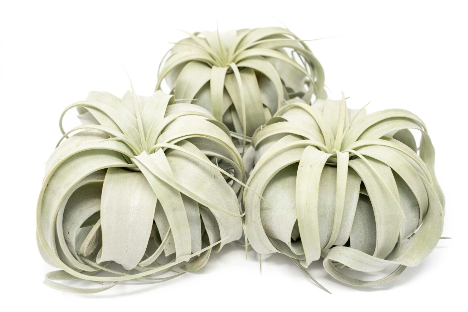 SALE - Large Tillandsia Xerographica - Set Of 3 Or 6 Air Plants - 40% Off 1 SALE - Large Tillandsia Xerographica - Set Of 3 Or 6 Air Plants - 40% Off