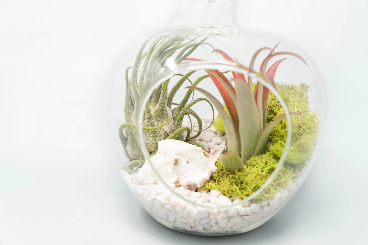 Apple Terrarium With Pebble Kit And Tillandsia Air Plants 2 Apple Terrarium With Pebble Kit And Tillandsia Air Plants - Image 2
