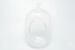 Capsule Terrarium With Moss And Tillandsia Air Plants -Air Plant Supply Store Tillandsia Air Plant Terrarium Capsule 3 scaled