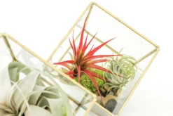 Heptahedron Geometric Glass Terrariums - Set Of 2 - With Tillandsia Red Abdita, Ionantha And Small Xerographica 10 Heptahedron Geometric Glass Terrariums - Set Of 2 - With Tillandsia Red Abdita, Ionantha And Small Xerographica -Air Plant Supply Store Tillandsia Air Plant Terrarium Heptahedron Geometric Glass Kits 1 scaled
