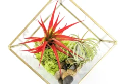 Heptahedron Geometric Glass Terrariums - Set Of 2 - With Tillandsia Red Abdita, Ionantha And Small Xerographica 11 Heptahedron Geometric Glass Terrariums - Set Of 2 - With Tillandsia Red Abdita, Ionantha And Small Xerographica -Air Plant Supply Store Tillandsia Air Plant Terrarium Heptahedron Geometric Glass Kits 3 a2396265 321f 4775 9332 53cb07d78b3d scaled