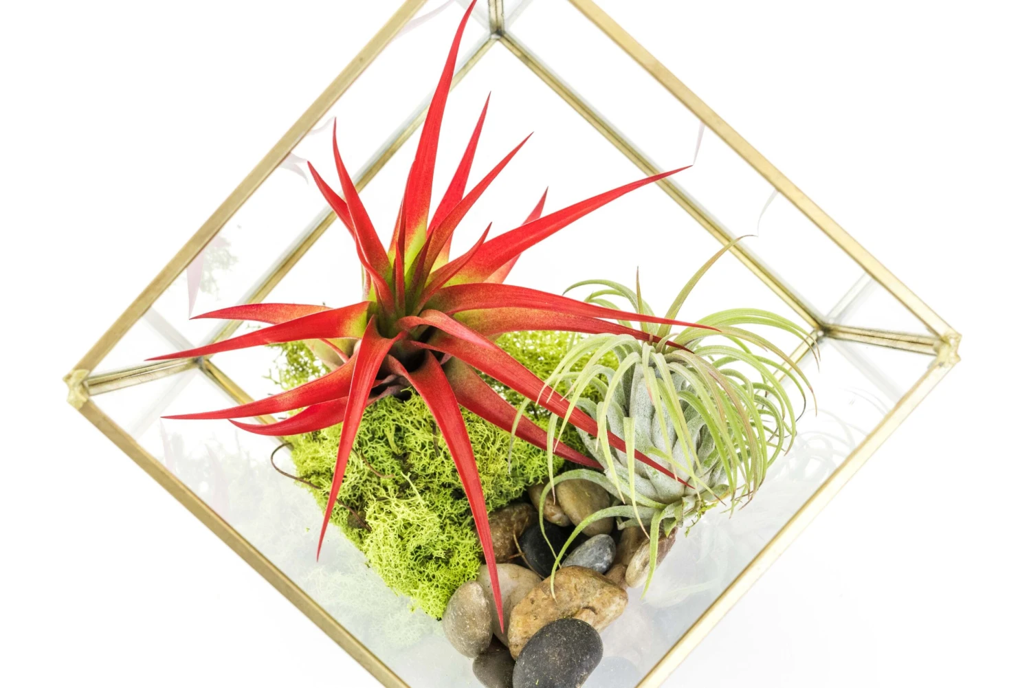 Heptahedron Geometric Glass Terrariums - Set Of 2 - With Tillandsia Red Abdita, Ionantha And Small Xerographica 4 Heptahedron Geometric Glass Terrariums - Set Of 2 - With Tillandsia Red Abdita, Ionantha And Small Xerographica - Image 4