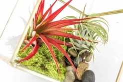Heptahedron Geometric Glass Terrarium With Tillandsia Red Abdita And Ionantha Air Plants -Air Plant Supply Store Tillandsia Air Plant Terrarium Heptahedron Geometric Glass Kits 4 scaled