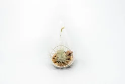 SALE - Set Of 3 Airy Teardrop Terrariums With Flat Bottoms -Air Plant Supply Store Tillandsia Air Plant Terrarium Kit 10 scaled