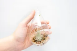 SALE - Set Of 3 Airy Teardrop Terrariums With Flat Bottoms -Air Plant Supply Store Tillandsia Air Plant Terrarium Kit 11 scaled