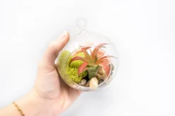 Set Of 3 Stunning Hanging Glass Terrariums With Flat Bottoms -Air Plant Supply Store Tillandsia Air Plant Terrarium Kit 18 d1af4ee1 3247 48b5 b00a 806e352b5cdc scaled