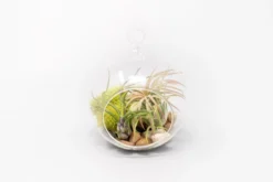 Set Of 3 Stunning Hanging Glass Terrariums With Flat Bottoms -Air Plant Supply Store Tillandsia Air Plant Terrarium Kit 21 d7916d92 00cf 4fe8 b72a 7bd0179da383 scaled