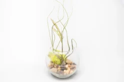 Complete Bubble Trio Terrariums With Tillandsia Juncea, Butzii, And Harrisii Air Plants -Air Plant Supply Store Tillandsia Air Plant Terrarium Kit 27 scaled