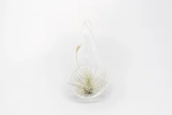 SALE - Teardrop Glass Terrariums - Set Of 6 Or 12 - 40% Off -Air Plant Supply Store Tillandsia Air Plant Terrarium Kit 30 scaled