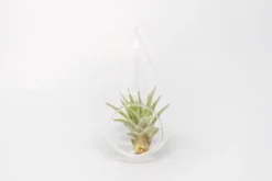 Minimalist Terrarium In A Glass Teardrop - Choose Your Custom Tillandsia Air Plant -Air Plant Supply Store Tillandsia Air Plant Terrarium Kit 32 scaled