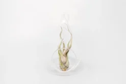 Teardrop Glass Terrariums 6 Teardrop Glass Terrariums -Air Plant Supply Store Tillandsia Air Plant Terrarium Kit 33 scaled