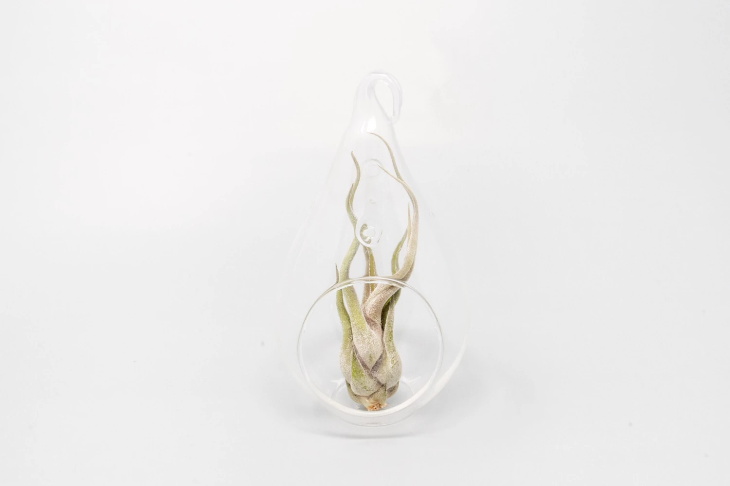 Teardrop Glass Terrariums 3 Teardrop Glass Terrariums - Image 3