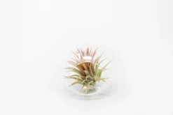 Minimalist Terrarium In A Glass Globe With Flat Bottom - Choose Your Custom Tillandsia Air Plant -Air Plant Supply Store Tillandsia Air Plant Terrarium Kit 38 7afa4c61 4d14 4d28 9acb 44072b645288 scaled