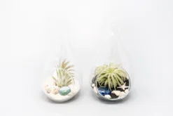 SALE - Teardrop Glass Terrariums - Set Of 6 Or 12 - 40% Off -Air Plant Supply Store Tillandsia Air Plant Terrarium Kit 40 scaled