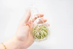 Air Plant Supply Store -Air Plant Supply Store Tillandsia Air Plant Terrarium Kit 50 scaled