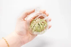 Mini Hanging Flat Bottom Glass Terrariums With Assorted Tillandsia Air Plants -Air Plant Supply Store Tillandsia Air Plant Terrarium Kit 52 9a9013f2 1d64 40bc b96e 62768dd295de scaled