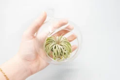 Minimalist Terrarium In A Glass Globe With Flat Bottom - Choose Your Custom Tillandsia Air Plant -Air Plant Supply Store Tillandsia Air Plant Terrarium Kit 54 f3828e2e 0758 42c8 96ad e7daff5f16b9 scaled