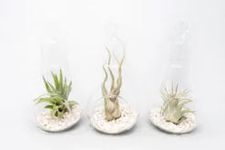 Hanging Light Bulb Terrarium With Crushed White Stones And Tillandsia Air Plant 8 Hanging Light Bulb Terrarium With Crushed White Stones And Tillandsia Air Plant -Air Plant Supply Store Tillandsia Air Plant Terrarium Kit 58 scaled