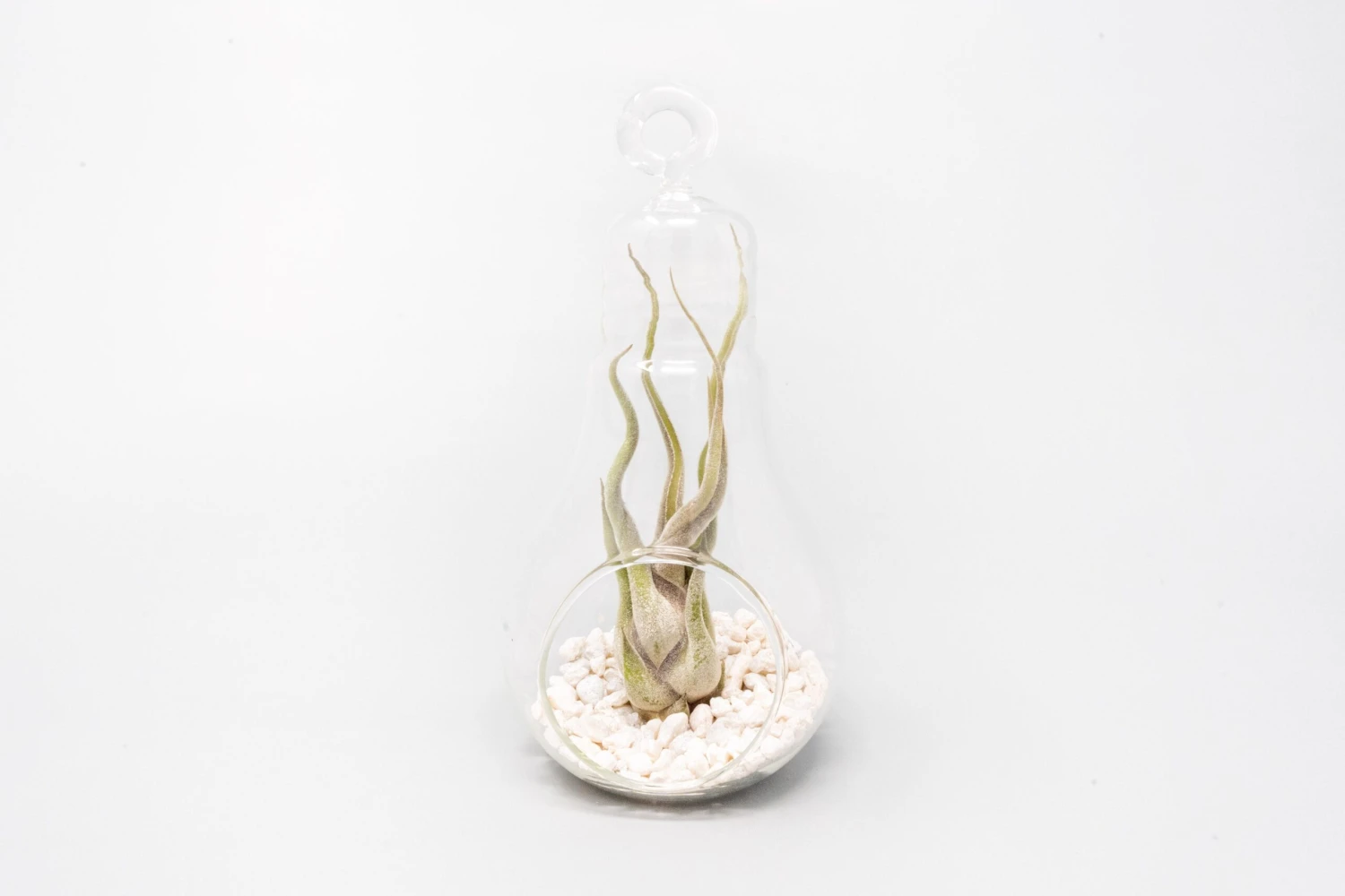 Hanging Light Bulb Terrarium With Crushed White Stones And Tillandsia Air Plant 2 Hanging Light Bulb Terrarium With Crushed White Stones And Tillandsia Air Plant - Image 2