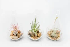 Teardrop Glass Terrariums 7 Teardrop Glass Terrariums -Air Plant Supply Store Tillandsia Air Plant Terrarium Kit 5 dfdbb367 33a2 4e7d 83d3 3dc3020241dc scaled