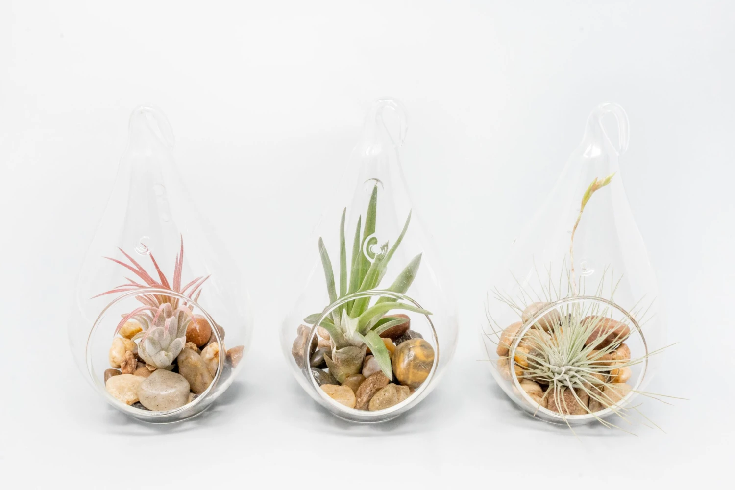 Teardrop Glass Terrariums 4 Teardrop Glass Terrariums - Image 4