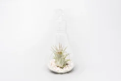 Hanging Light Bulb Terrarium With Crushed White Stones And Tillandsia Air Plant 7 Hanging Light Bulb Terrarium With Crushed White Stones And Tillandsia Air Plant -Air Plant Supply Store Tillandsia Air Plant Terrarium Kit 60 scaled