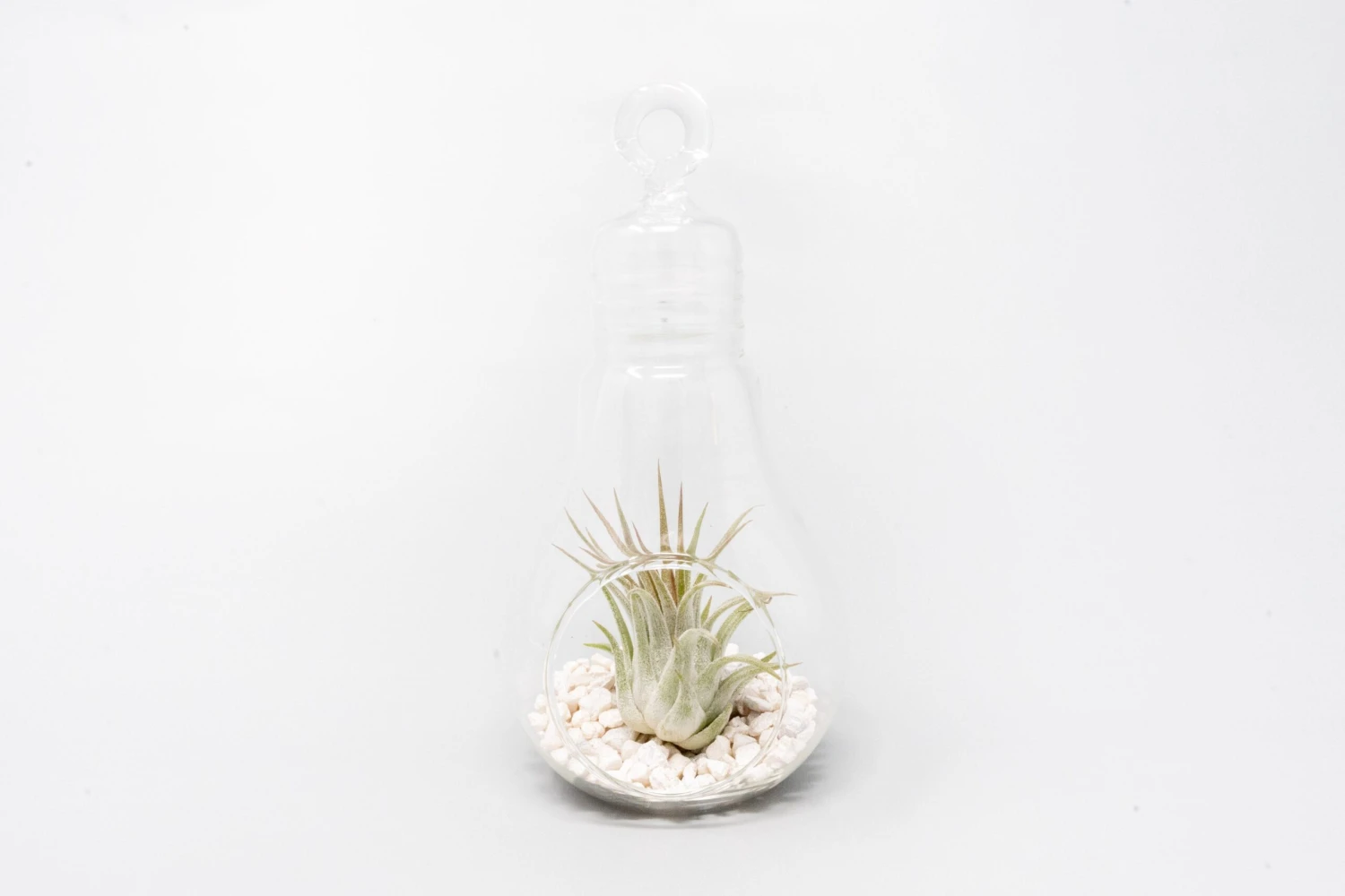 Hanging Light Bulb Terrarium With Crushed White Stones And Tillandsia Air Plant 3 Hanging Light Bulb Terrarium With Crushed White Stones And Tillandsia Air Plant - Image 3
