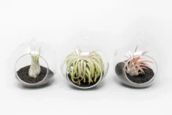 Mini Hanging Flat Bottom Beach Terrariums With White Or Black Sand 15 Mini Hanging Flat Bottom Beach Terrariums With White Or Black Sand -Air Plant Supply Store Tillandsia Air Plant Terrarium Kit 66 scaled
