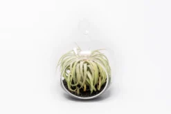 Mini Hanging Flat Bottom Beach Terrariums With White Or Black Sand 16 Mini Hanging Flat Bottom Beach Terrariums With White Or Black Sand -Air Plant Supply Store Tillandsia Air Plant Terrarium Kit 67 254ab4ba 4a75 4e1a a675 9a5ef92442a6 scaled
