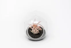 Mini Hanging Flat Bottom Beach Terrariums With White Or Black Sand 17 Mini Hanging Flat Bottom Beach Terrariums With White Or Black Sand -Air Plant Supply Store Tillandsia Air Plant Terrarium Kit 68 c0b938bb 836c 4e7f a8bd d41a4a08c720 scaled