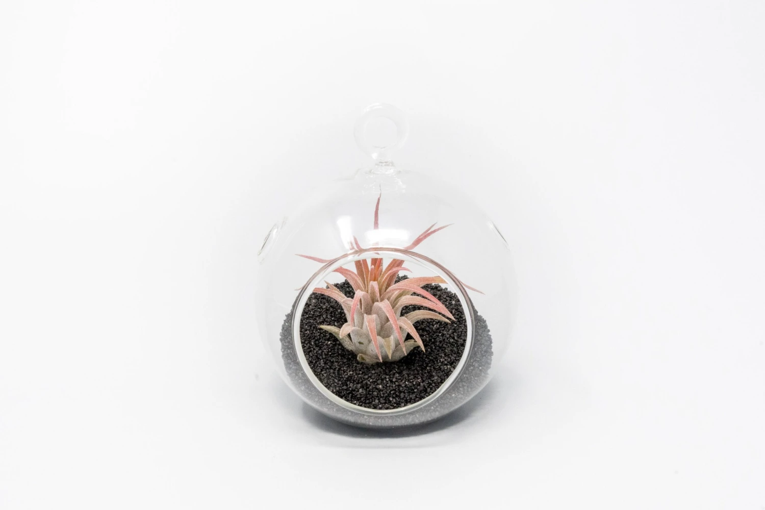 Mini Hanging Flat Bottom Beach Terrariums With White Or Black Sand 7 Mini Hanging Flat Bottom Beach Terrariums With White Or Black Sand - Image 7