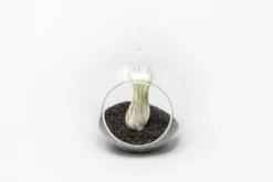 Mini Hanging Flat Bottom Beach Terrariums With White Or Black Sand 18 Mini Hanging Flat Bottom Beach Terrariums With White Or Black Sand -Air Plant Supply Store Tillandsia Air Plant Terrarium Kit 69 fe30235a dbea 465c ac27 7b23091002b8 scaled