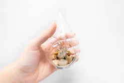 SALE - Set Of 3 Airy Teardrop Terrariums With Flat Bottoms -Air Plant Supply Store Tillandsia Air Plant Terrarium Kit 7 scaled