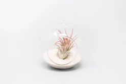 Mini Hanging Flat Bottom Beach Terrariums With White Or Black Sand 13 Mini Hanging Flat Bottom Beach Terrariums With White Or Black Sand -Air Plant Supply Store Tillandsia Air Plant Terrarium Kit 72 scaled