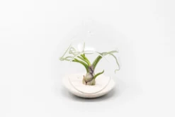 Mini Hanging Flat Bottom Beach Terrariums With White Or Black Sand 14 Mini Hanging Flat Bottom Beach Terrariums With White Or Black Sand -Air Plant Supply Store Tillandsia Air Plant Terrarium Kit 73 scaled